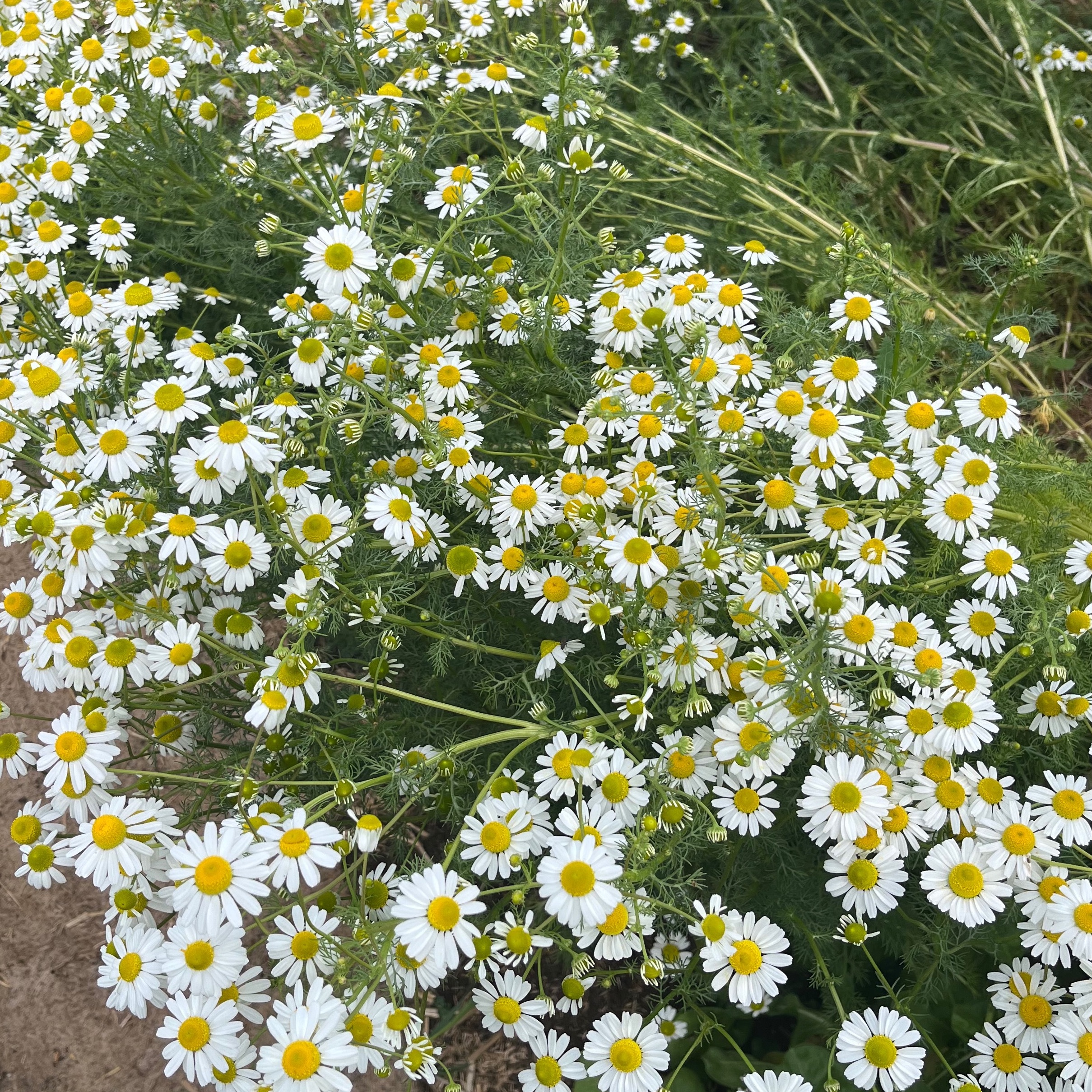 CAMOMILLE Germaine