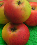 Pommier - Malus domestica "Clos Renaux"