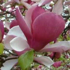 Magnolia de Soulange - Magnolia soulangeana