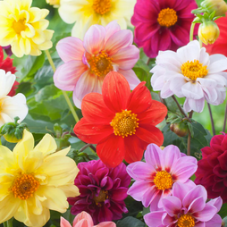 Fleurs - Dahlia