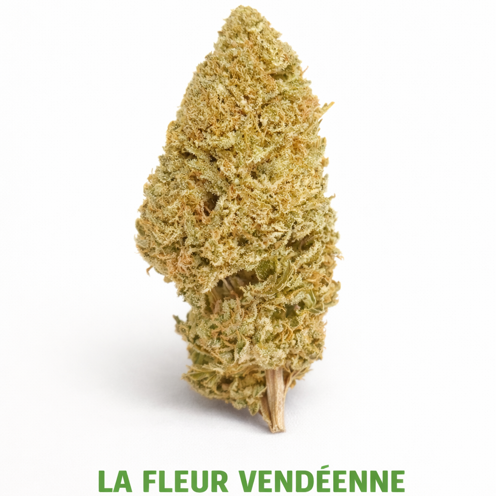 CBD Saphir Kush Outdoor