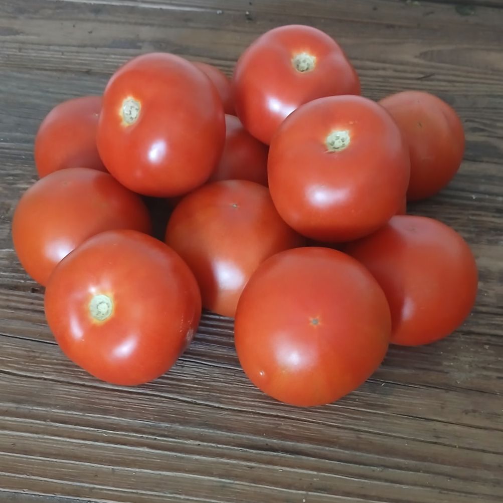 Tomate Ronde