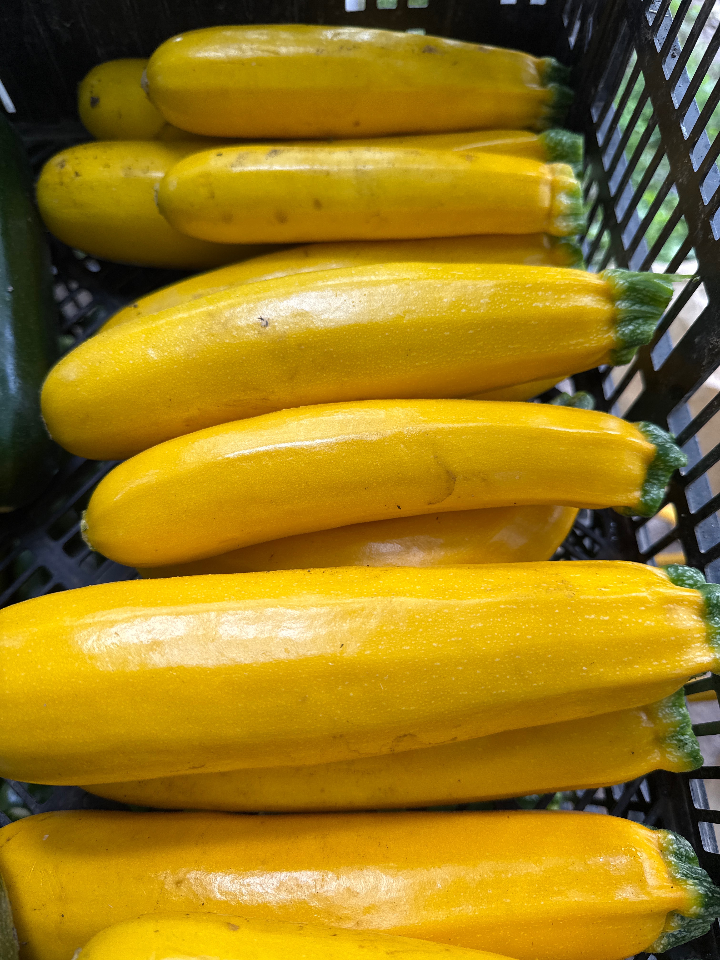 Courgette jaune primeur - 1kg