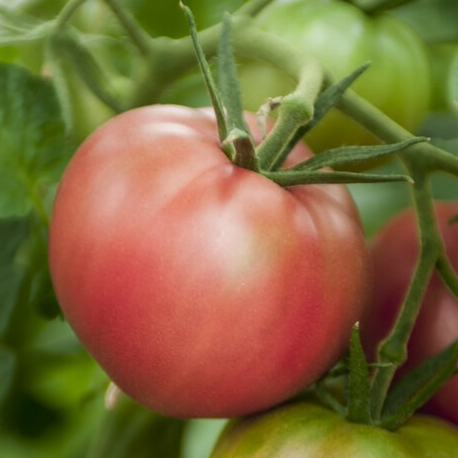 Tomate ancienne - Rose de Berne - 1 plant
