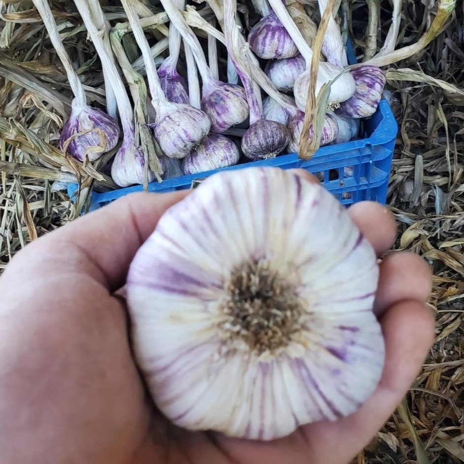 Ail violet vrac direct producteur 1kg