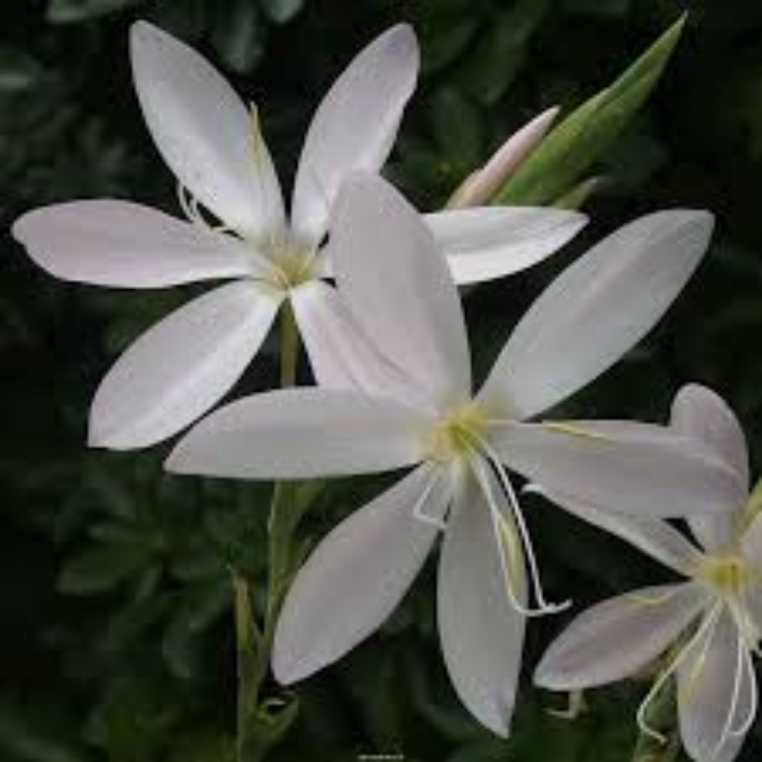 Schizostylis coccinea ‘Alba’