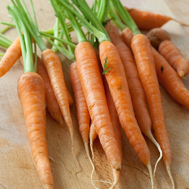 Carottes FANE