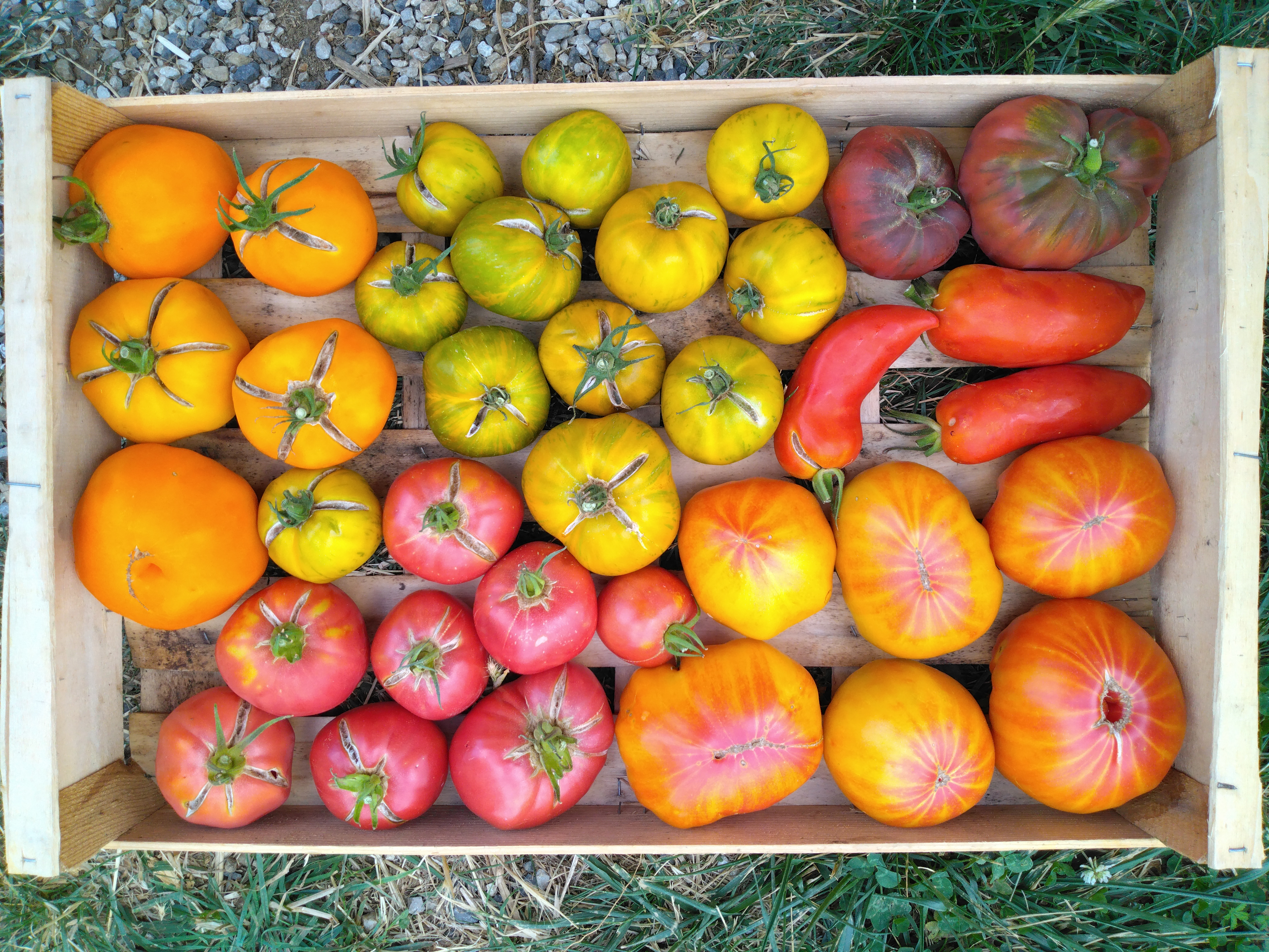 Tomates