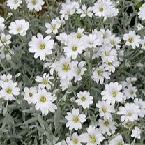 Oreille de Souris / Cerastium Tomentosum