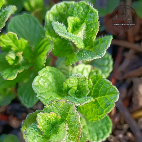 MENTHE VERTE Bio