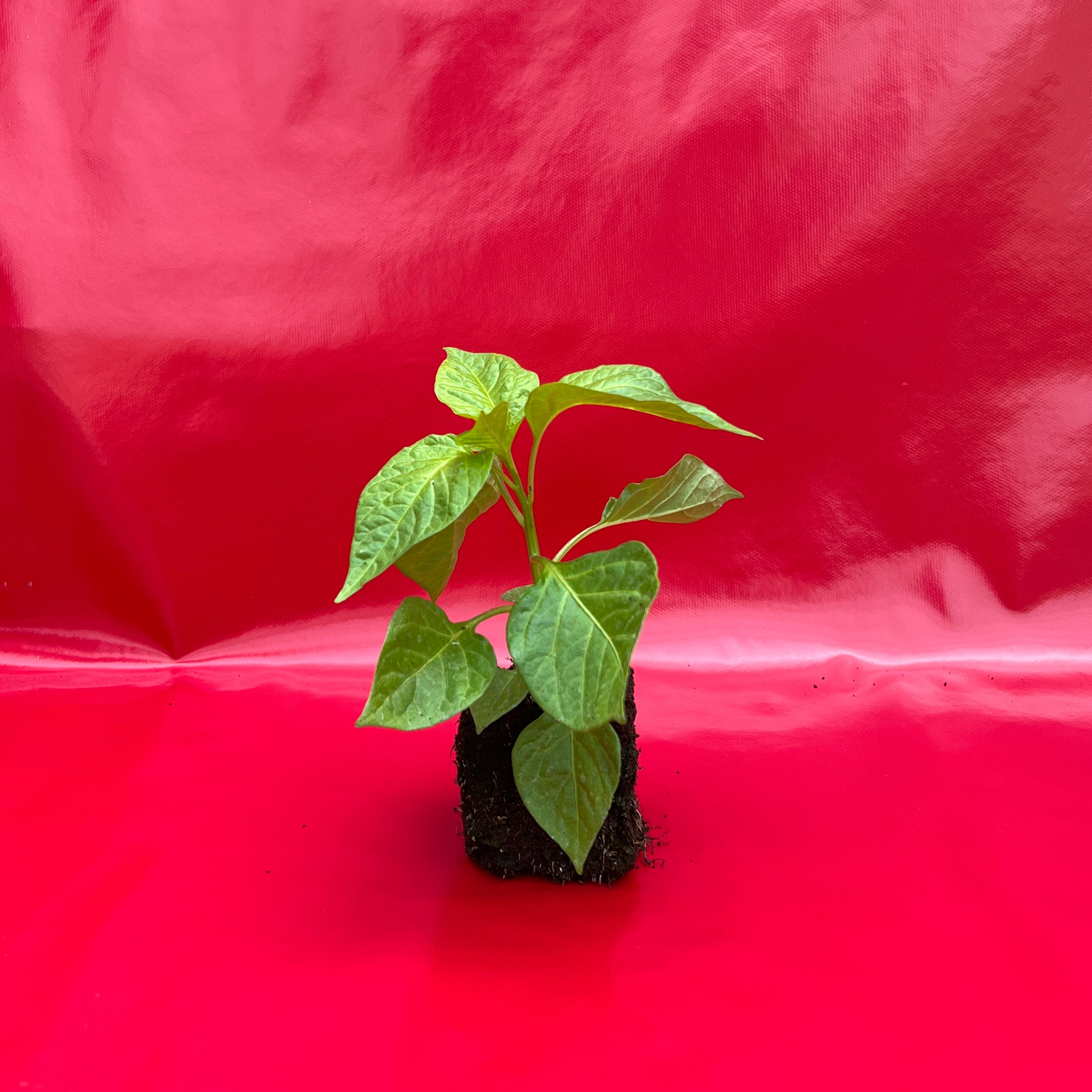 Plant Piment Gorria (Doux) - 250g