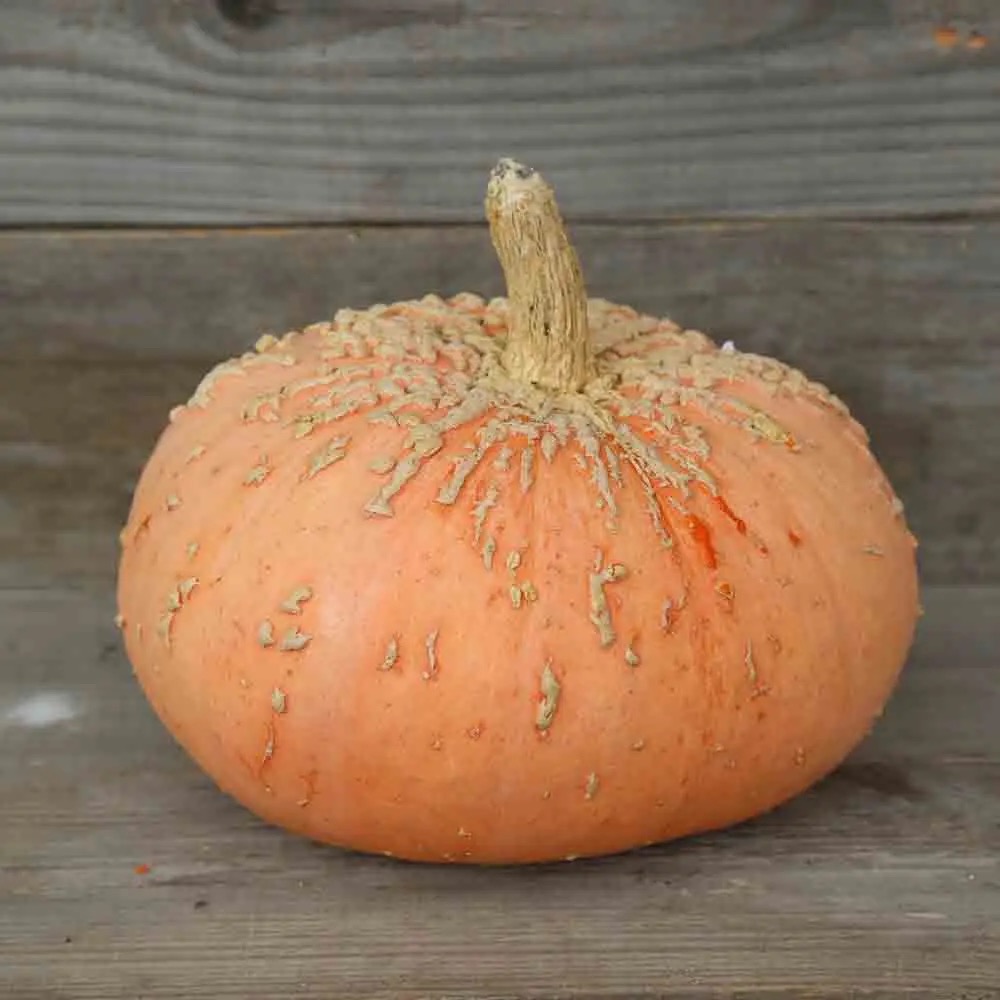 Courge Galeuse D'Eysines (1 kg)