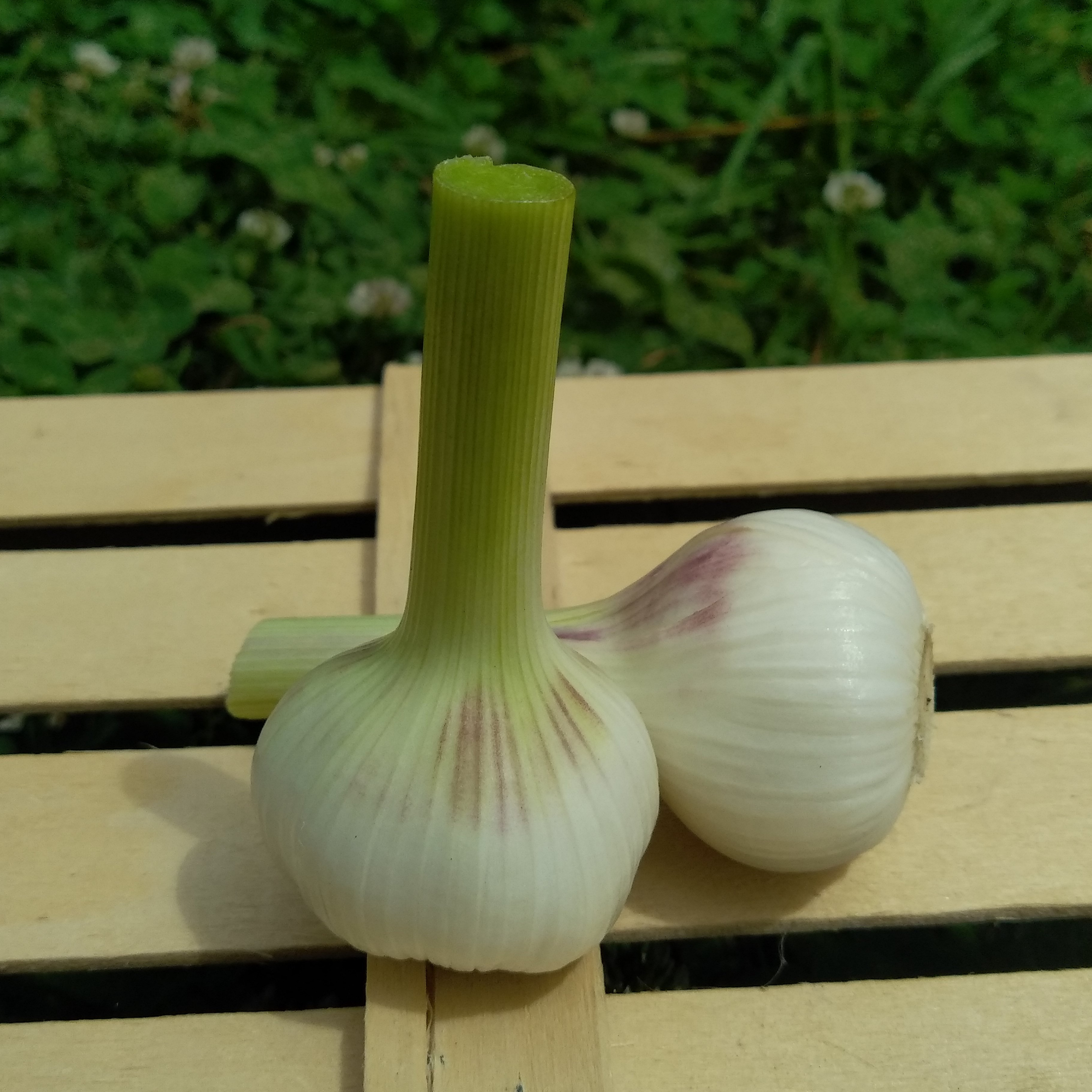 Ail frais - 2 à 3 têtes - 100g