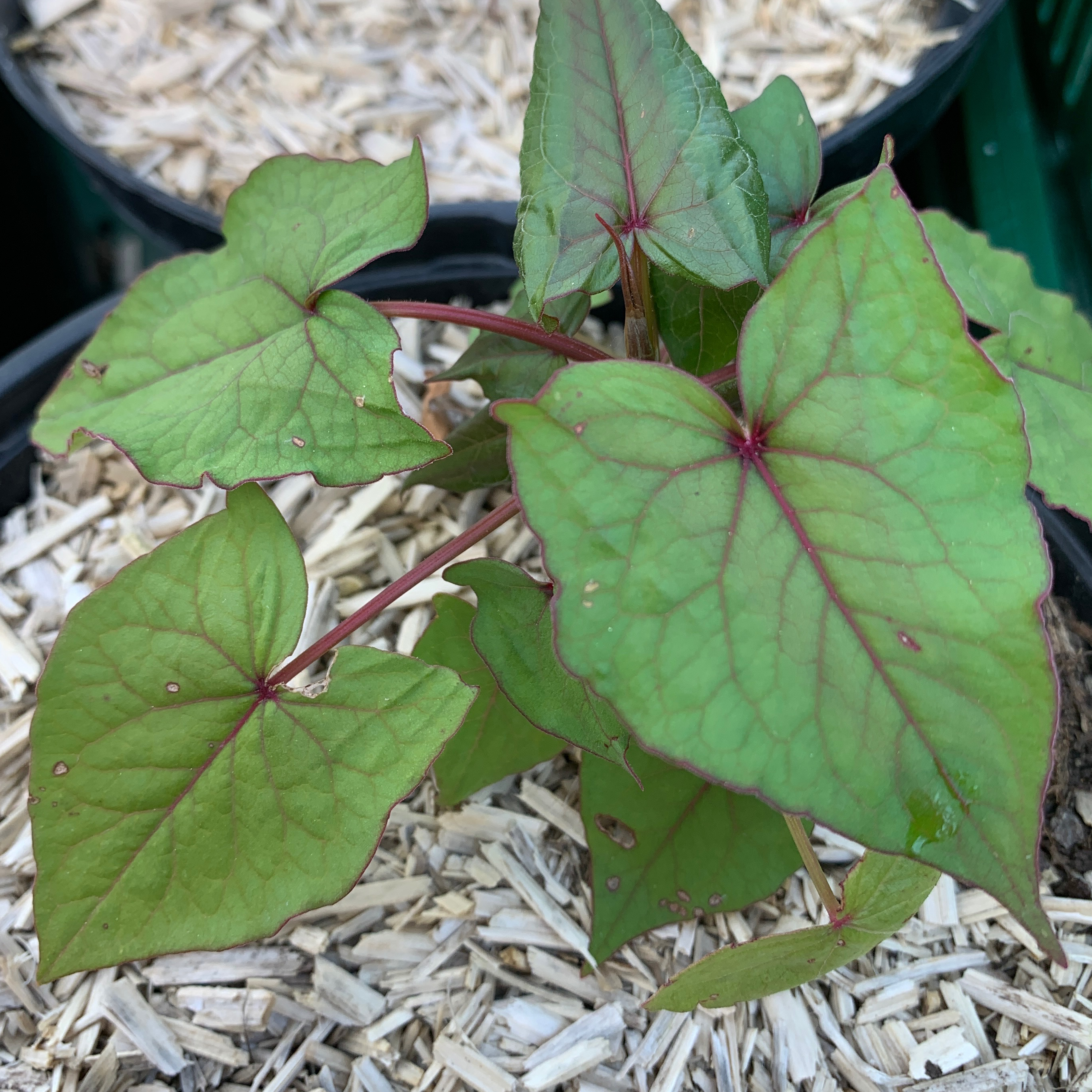 Épinard d’Asie - pot 1L