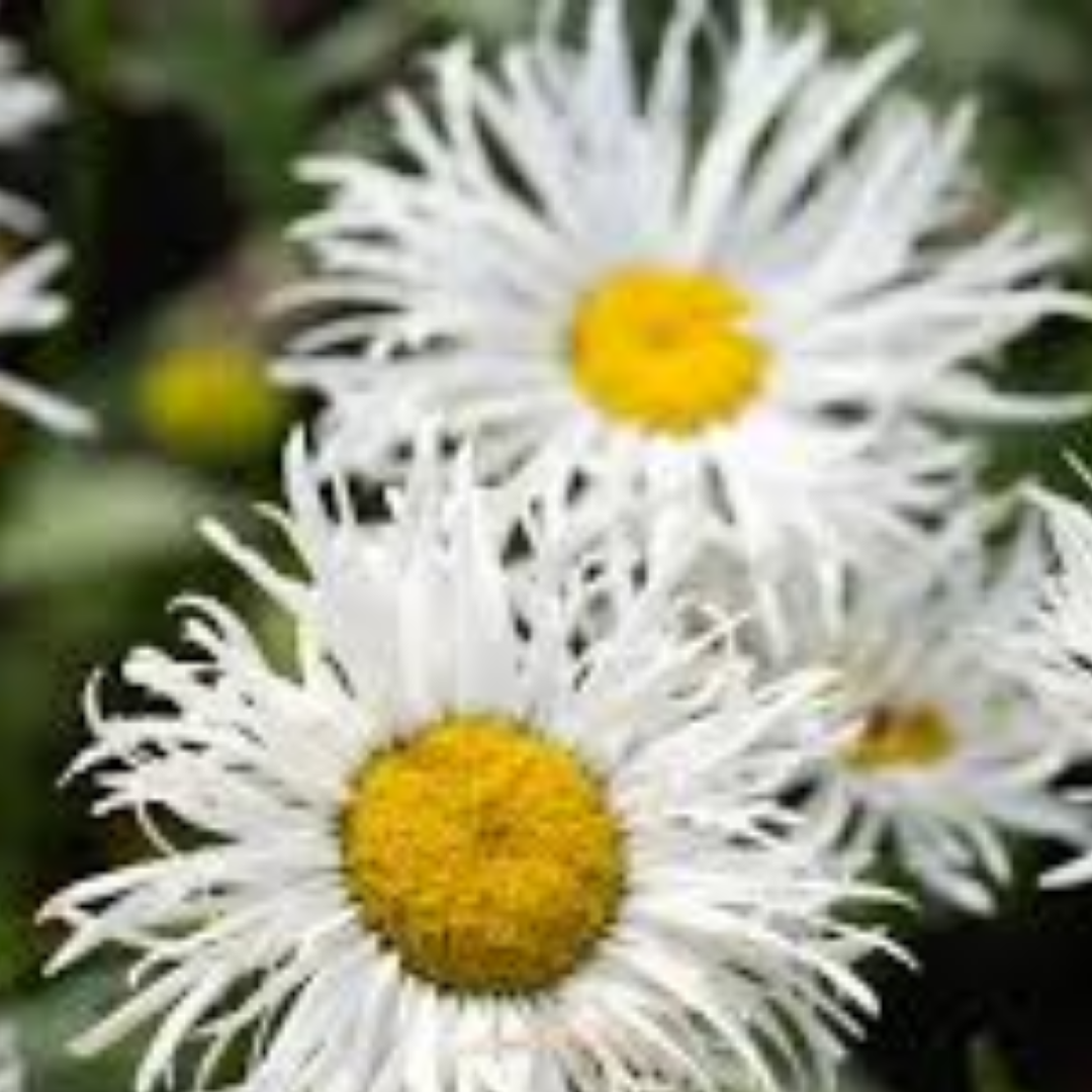 Leucanthemum x suberbum ‘Shapcott Gossamer’