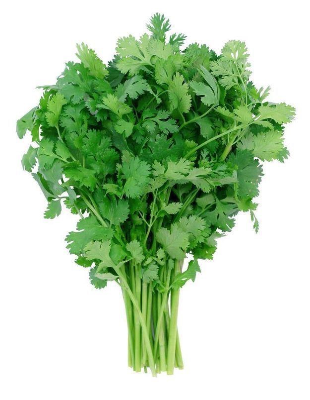 Coriandre bouquet