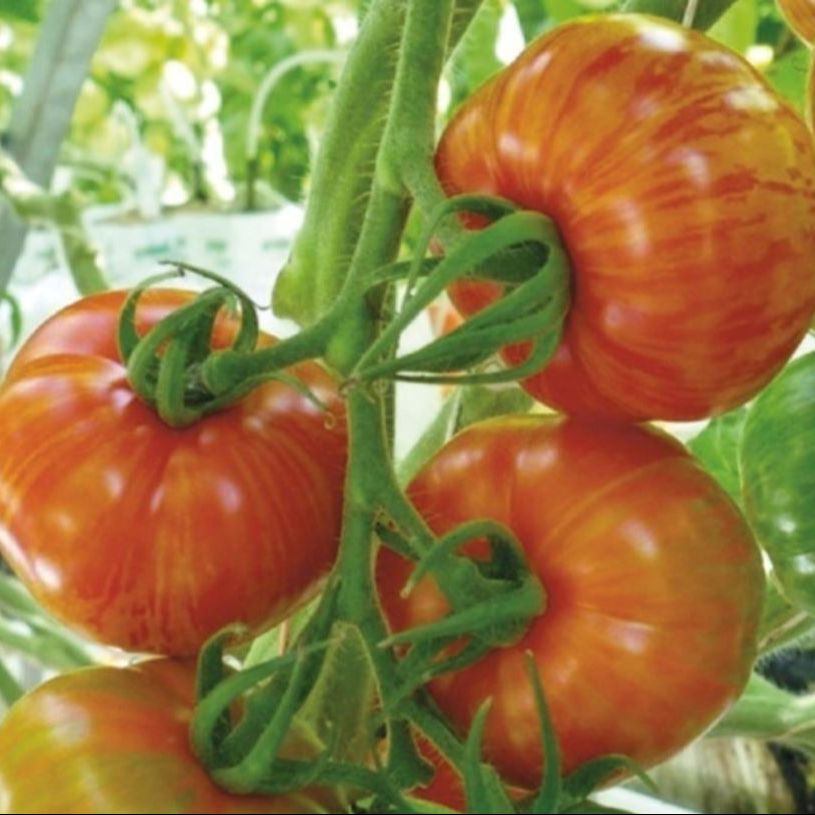 Tomate Zébrée