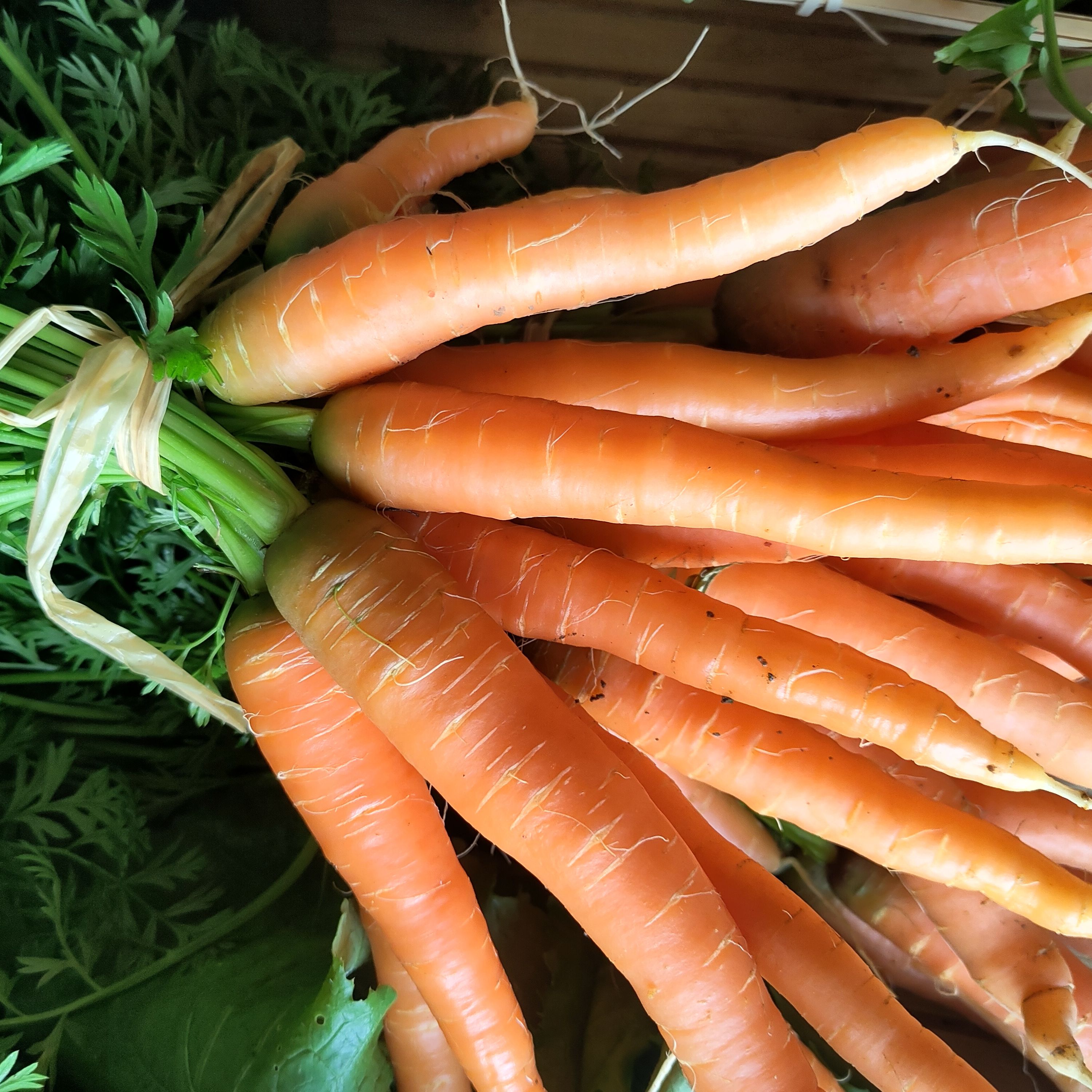 Carottes bottes