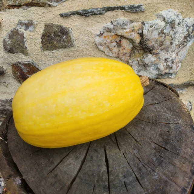 Courge Spaghetti