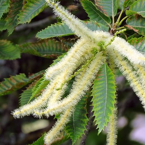 Chatons de Châtaignier (par 20)