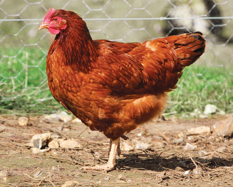 Poules pondeuses démarrée rousses