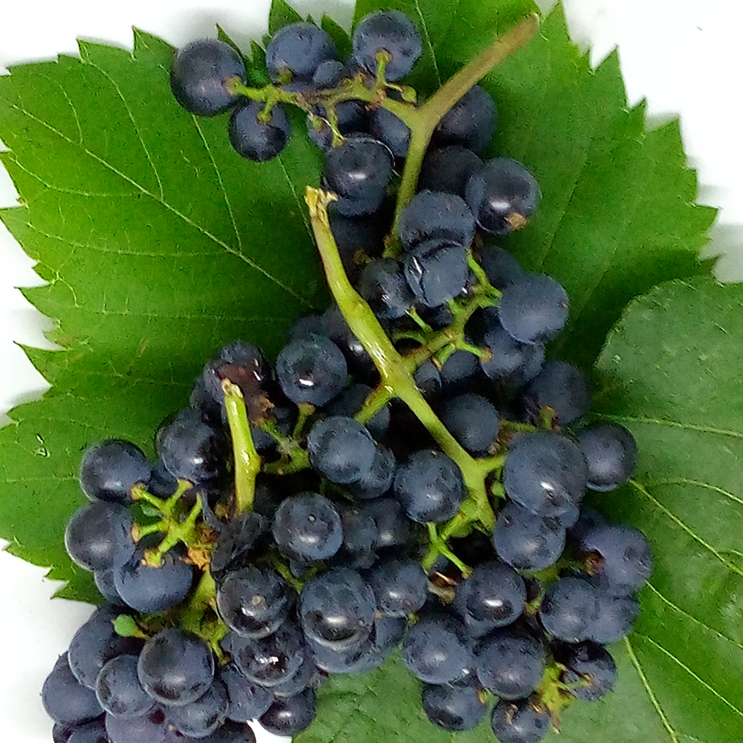 raisin baco