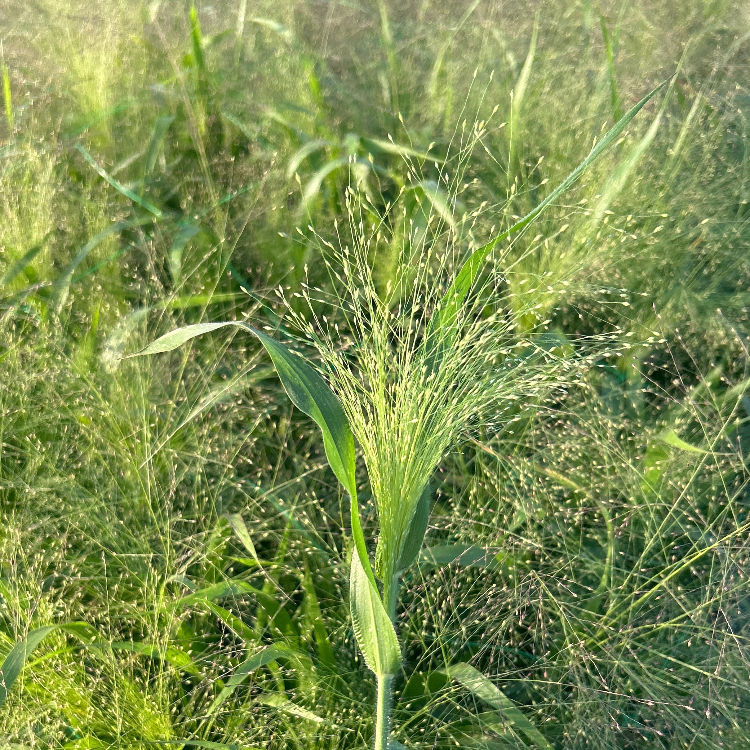 Panicum
