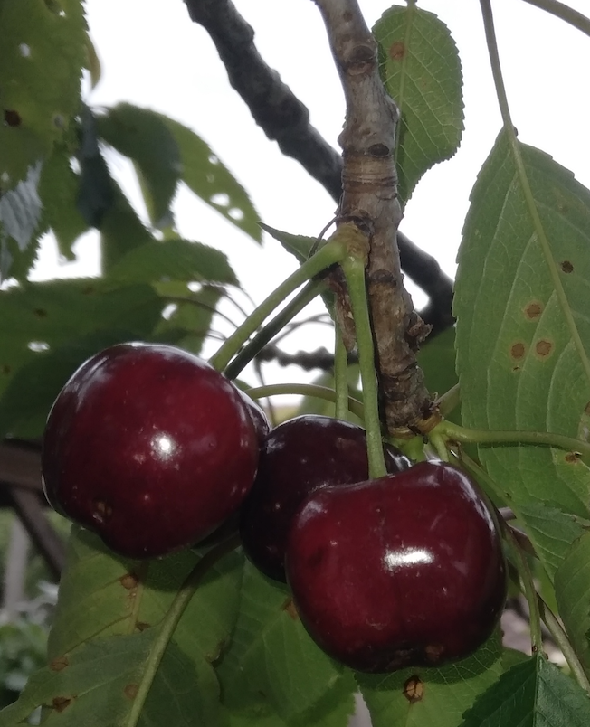 Cerise (barquette 300g) - 300g