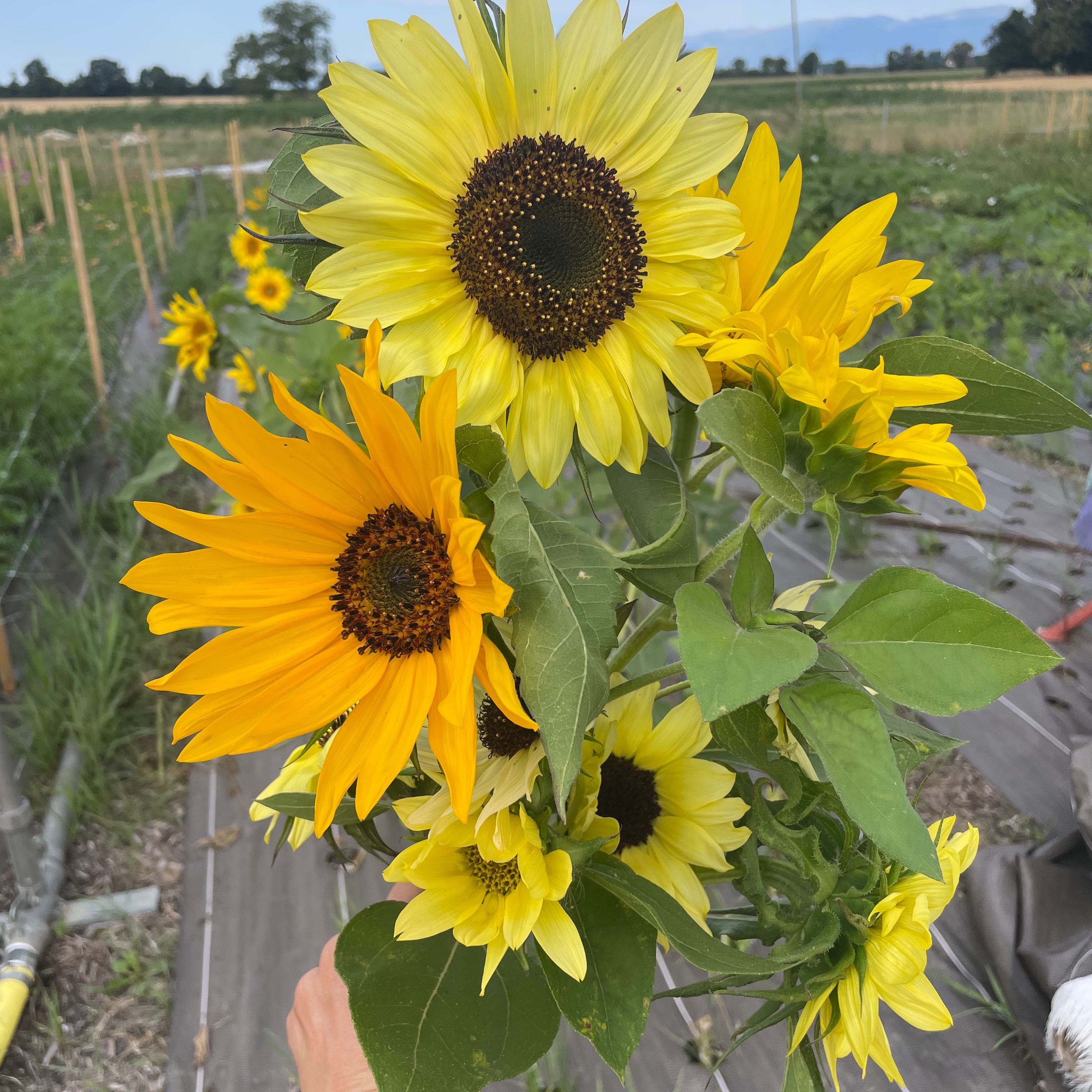 Botte de Tournesols