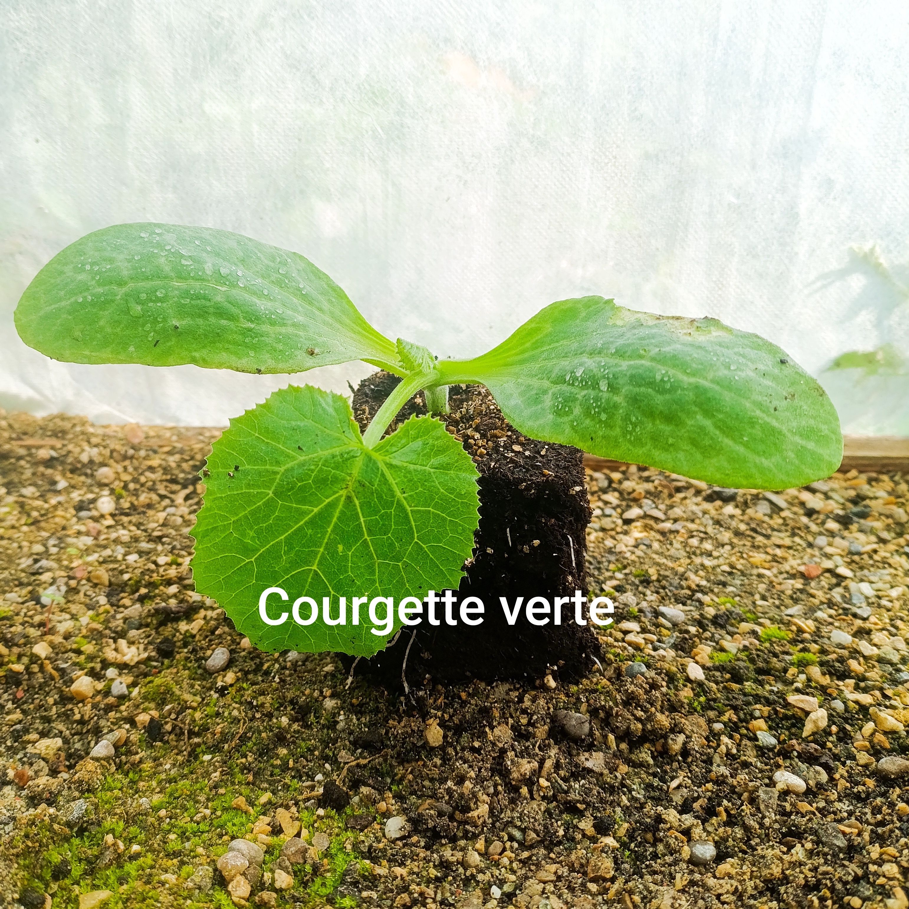 Plant légume - courgette verte