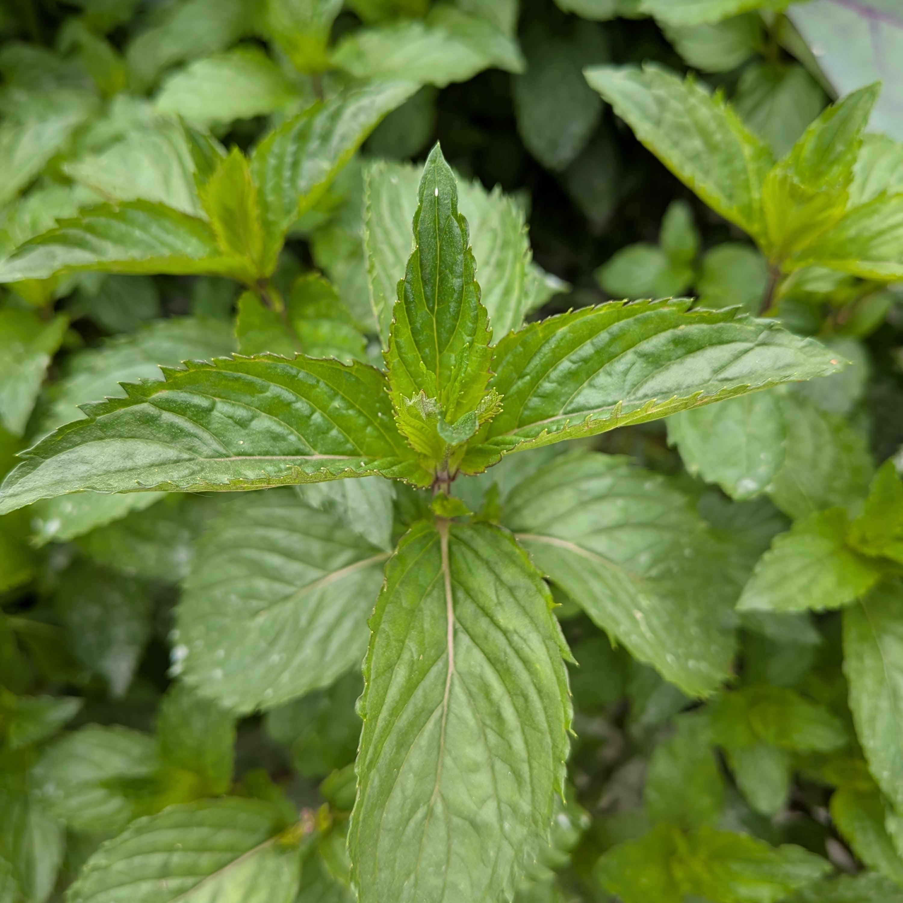 Menthe Chartreuse - 30g