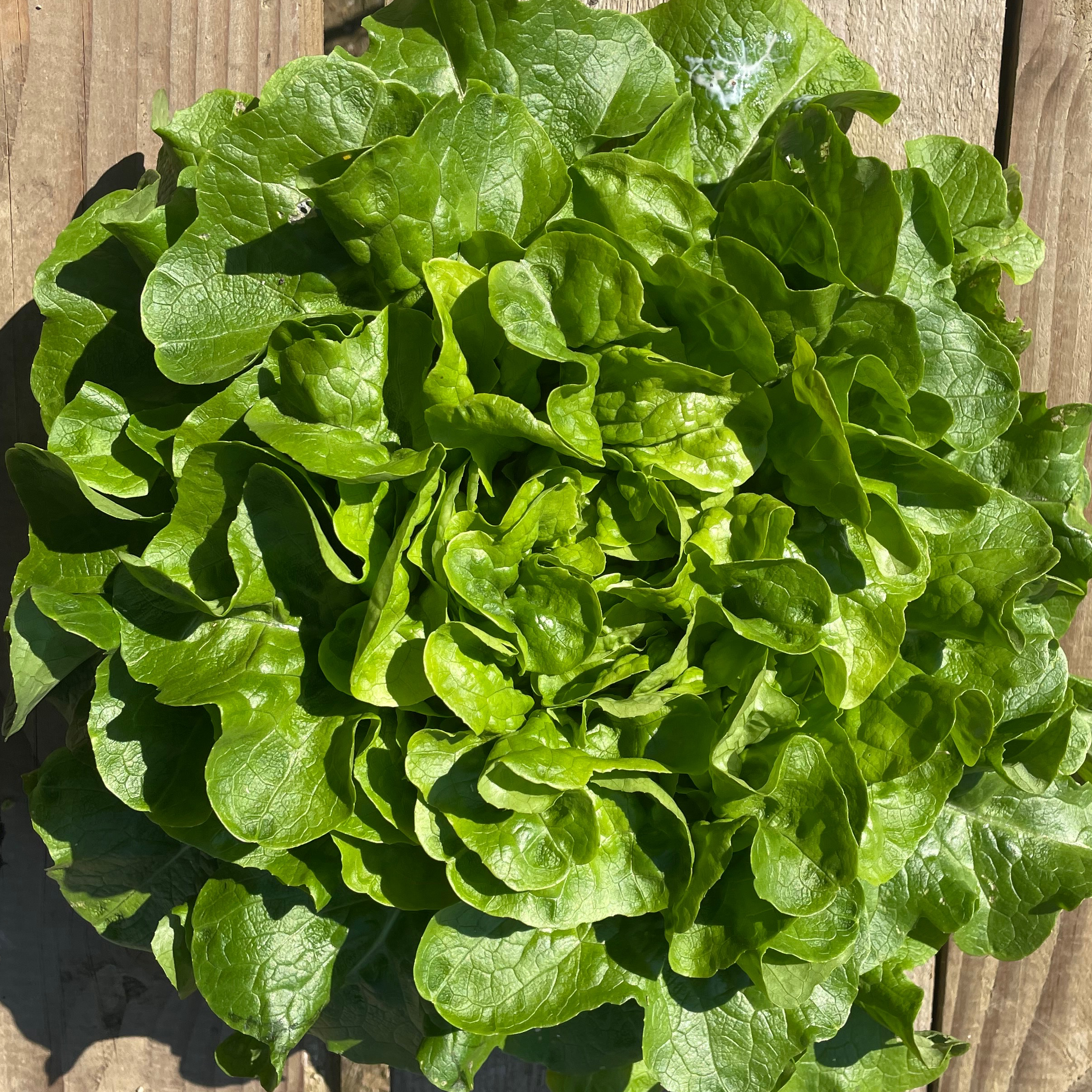 Salade Feuille de Chêne Vert