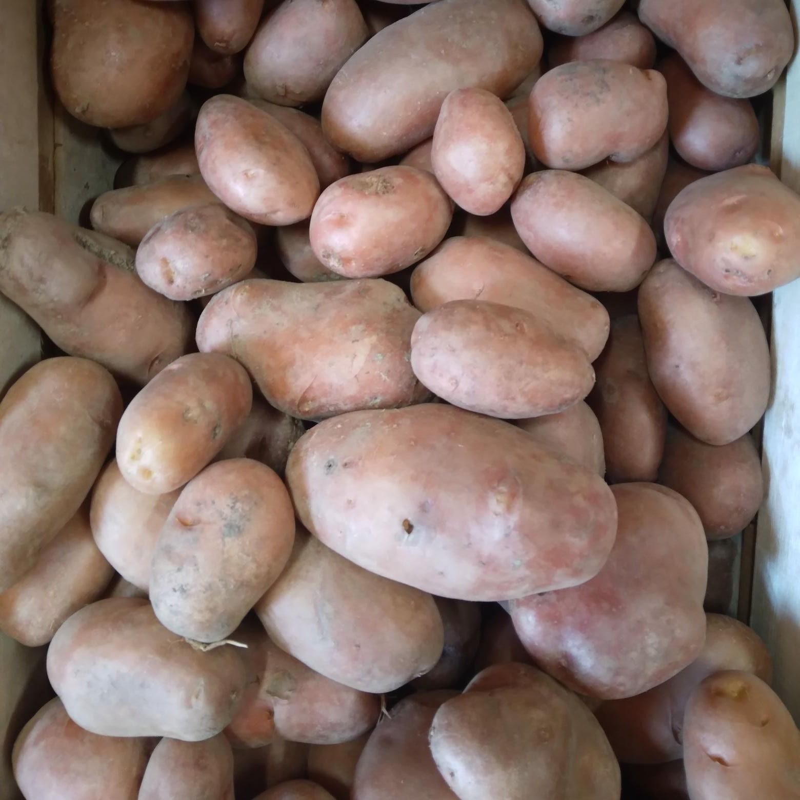 Pomme de terre désirée