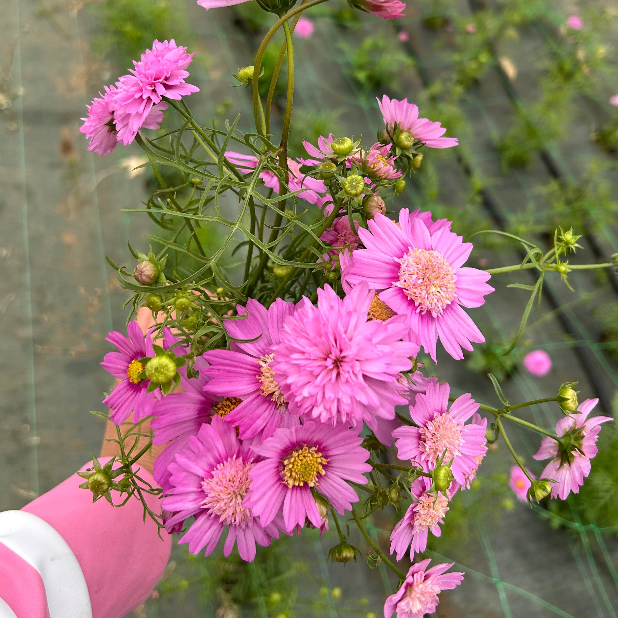 Cosmos bipinnata PINK POPSOCKS (court)