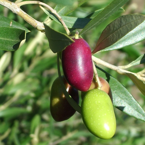 Olivier 'Lucques' Pot 3L