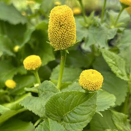 Fleurs de Brède mafane ( par 15)