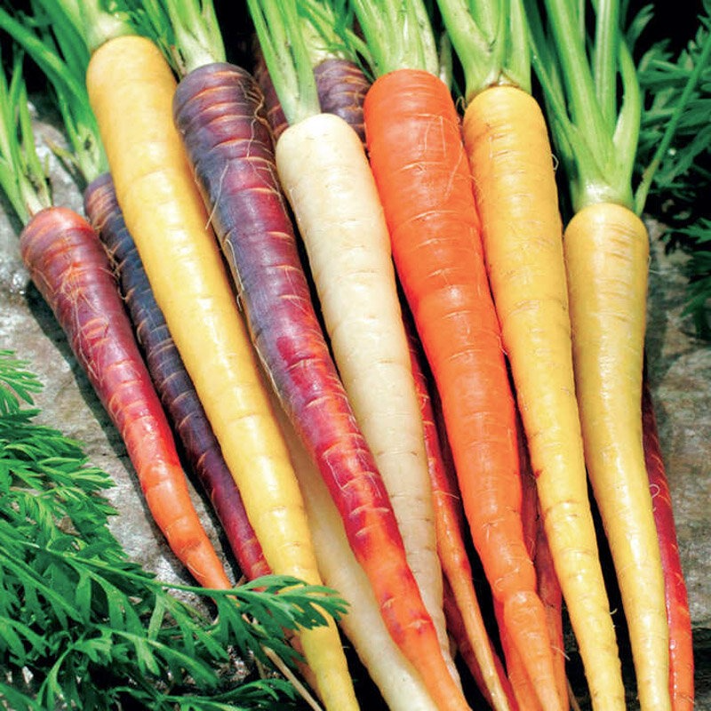 Carottes de couleur