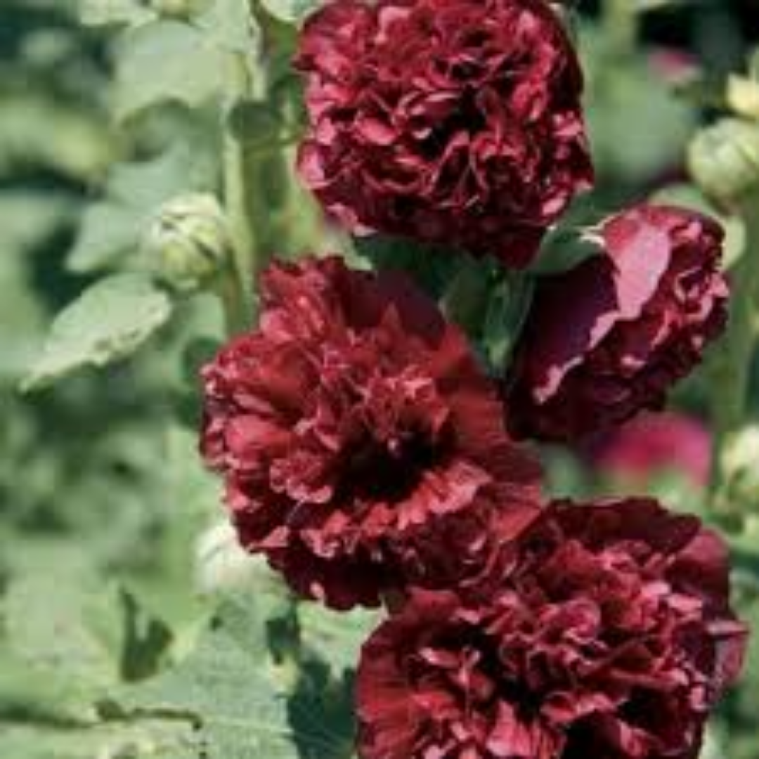 Alcea rosea Chater’s Double Pourpe