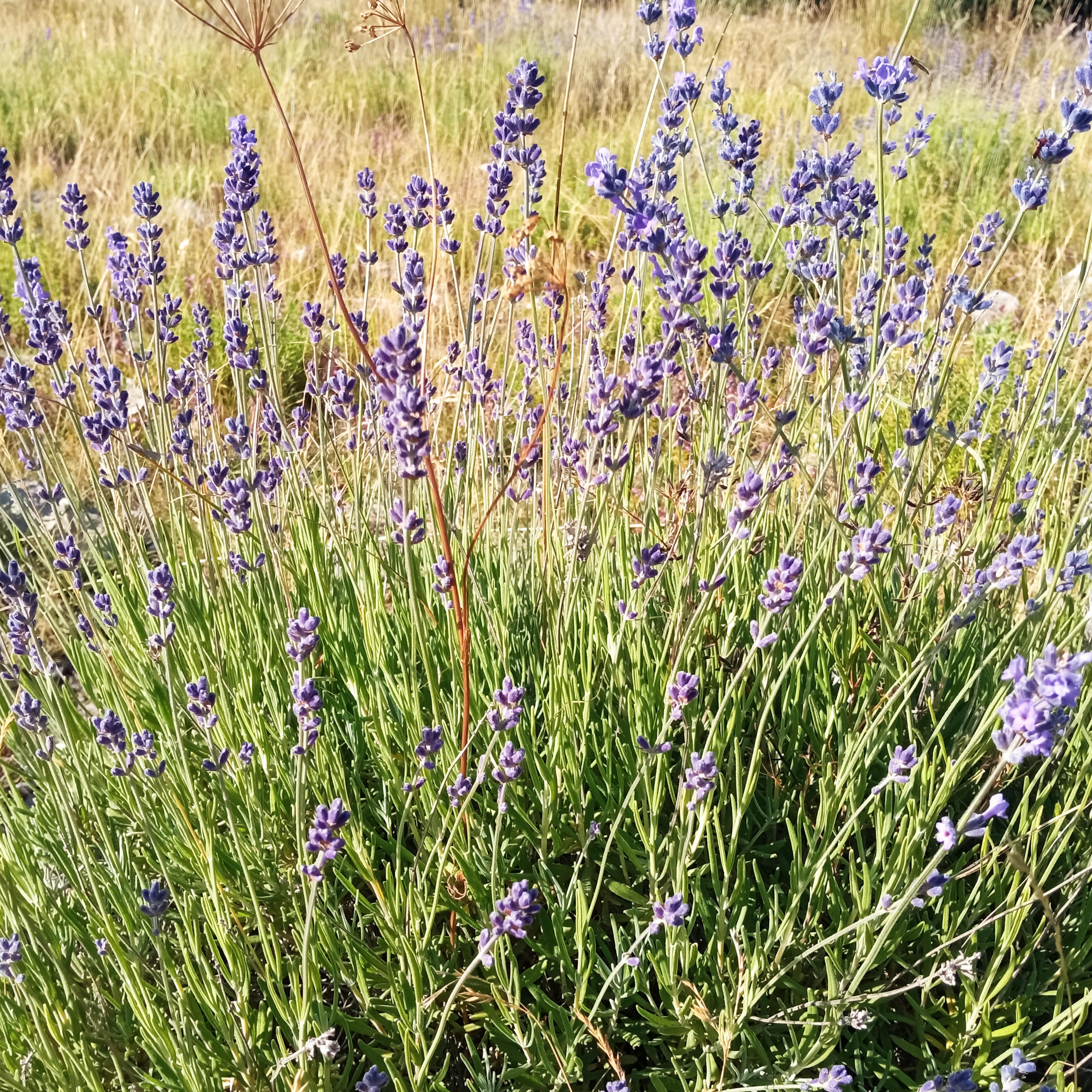 Fleurs de lavande - 20g