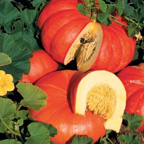 Courge ‘Potiron rouge vif d'Estampes'