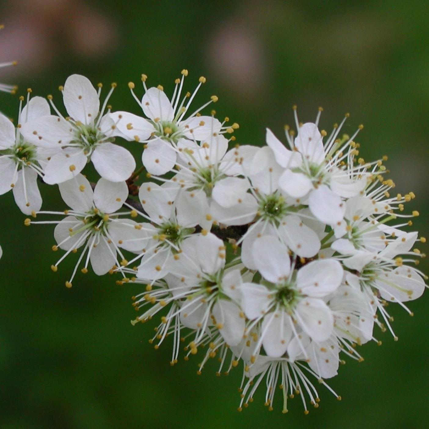 Fleurs de prunellier blanche (barquette de 12x12cm)