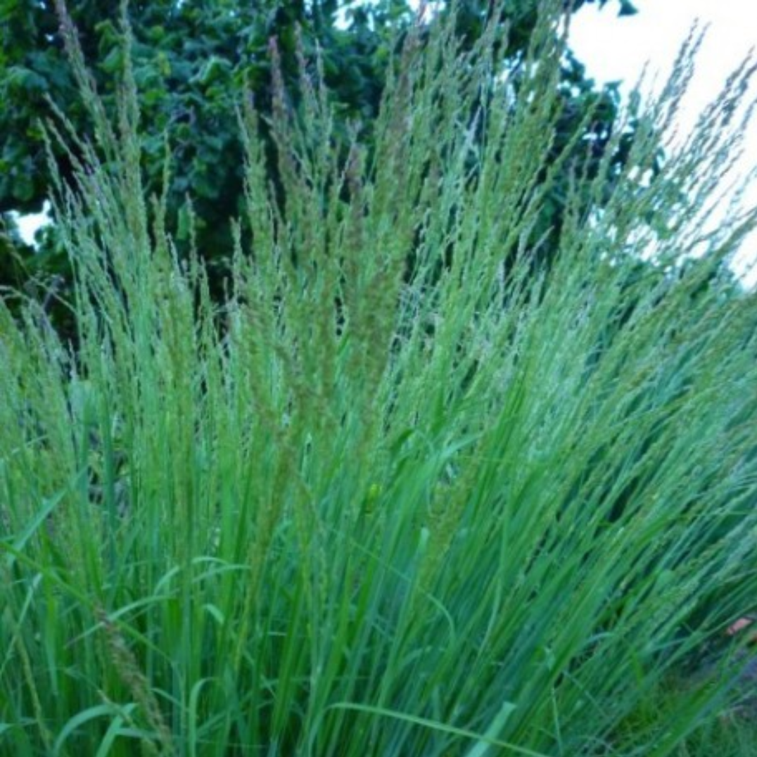 Panicum virgatum ‘Strictum’