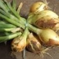 Oignons jaune Nouveaux Botte - 0,5kg