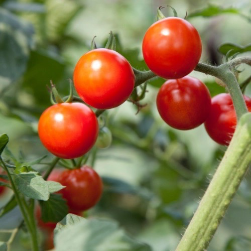 TOMATE Cerise Miel du Mexique Bio
