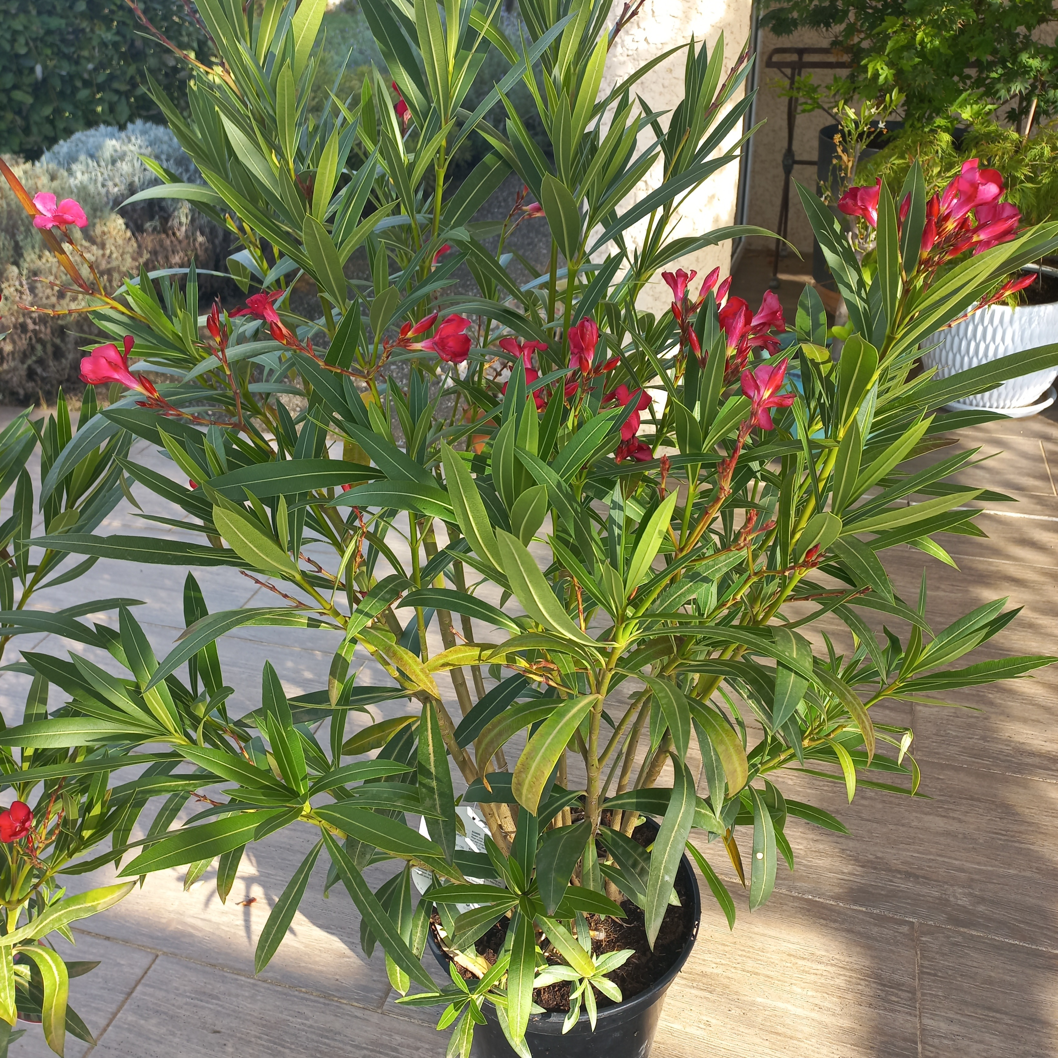 Laurier rose (rouge) en pot 10 litres