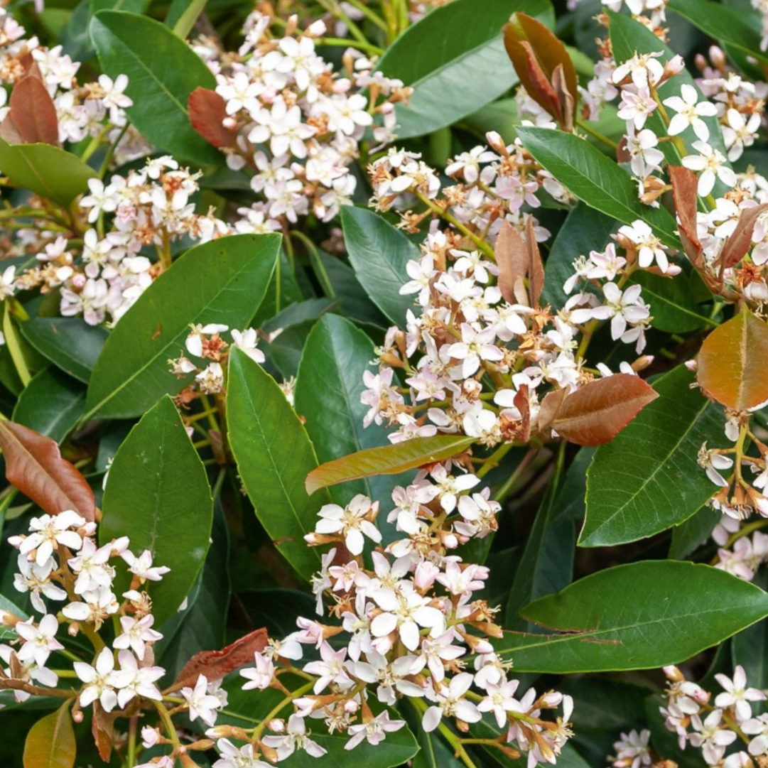Néflier du Japon 'Coppertone' Pot 3L
