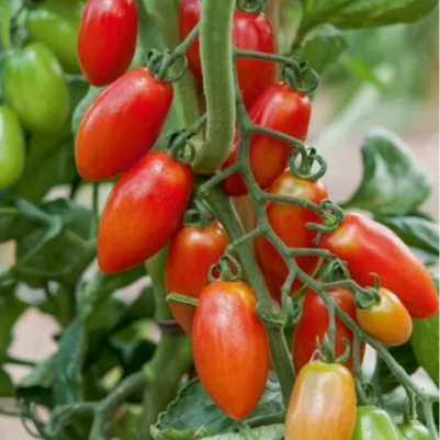 Tomates cerises