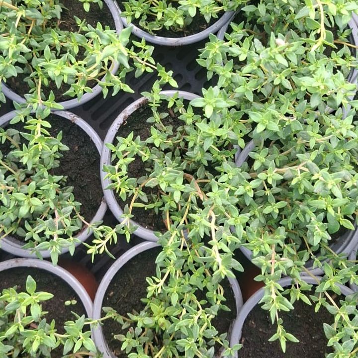 Plants de Thym