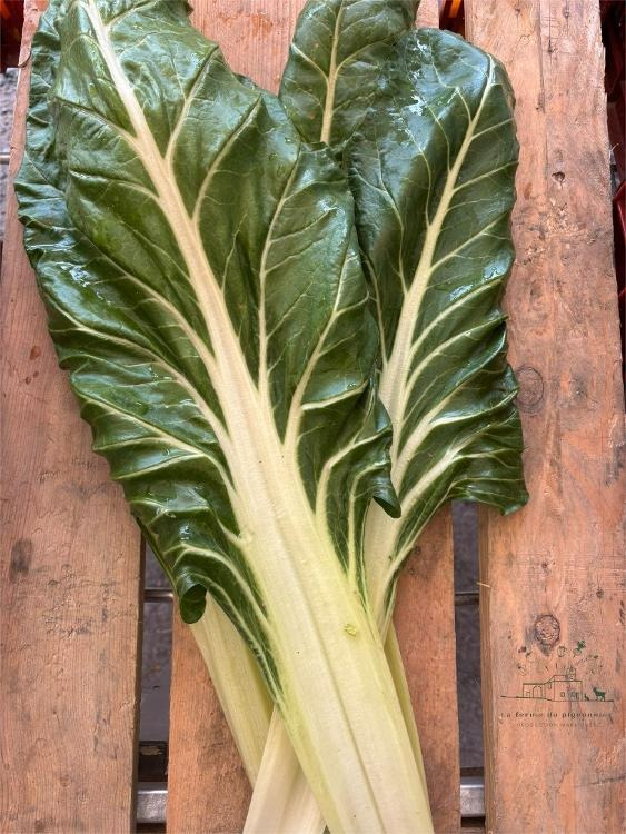 Côtes de bettes botte - 1kg