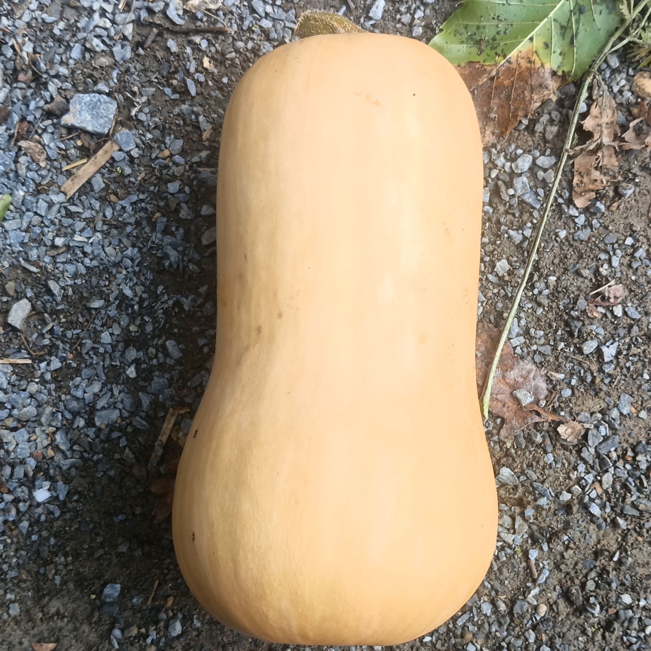 Butternut - 1,2kg